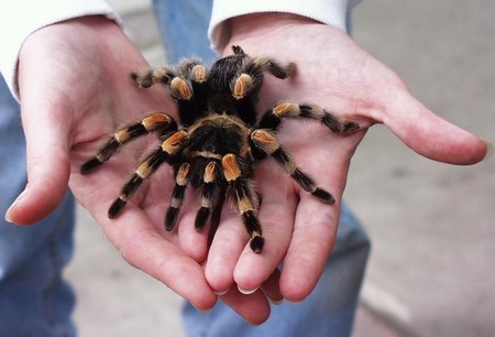 Feeding a Pet Tarantula