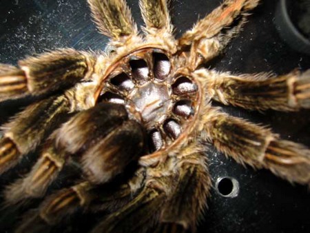 Molted Skins Sexing a Tarantula from Molted Skins 