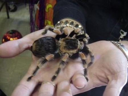 Pet Tarantula 1 What to Do If You Are Allergic to Your Pet Tarantula 