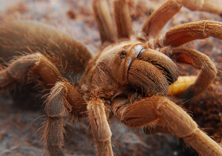 Pet Tarantula 1 What to Feed Your Pet Tarantula 