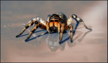 Pet Tarantula Pet Tarantula 11 What to Do If You Are Bitten by Your Pet Tarantula
