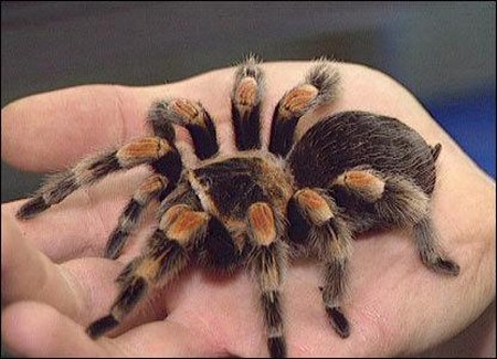 Pet Tarantula