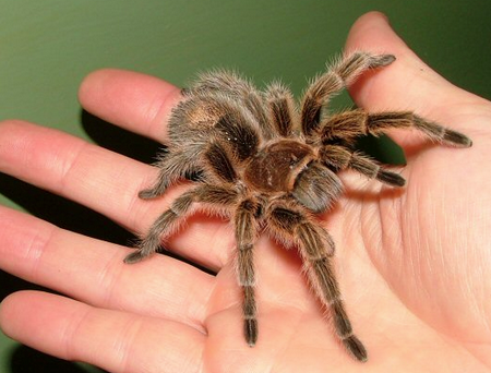 Pet Tarantula What to Do If You Are Allergic to Your Pet Tarantula 