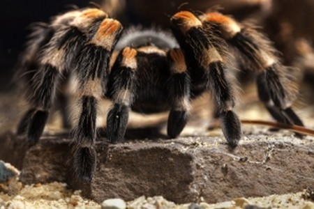 Pet Tarantula1 What to Feed Your Pet Tarantula 