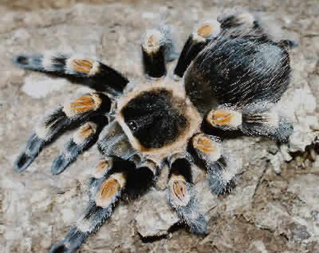 Sick Tarantula