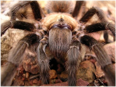 Sick Tarantula How to Recognize a Sick Tarantula 