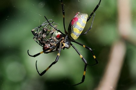 Silk Spiders 1 An Introduction to Weavers and Silk Spiders