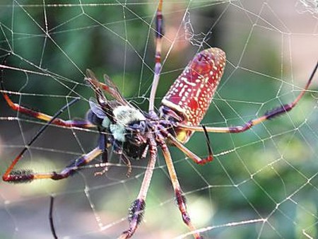 Silk Spiders An Introduction to Weavers and Silk Spiders