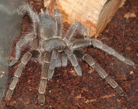 Tarantula Cage