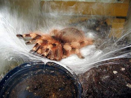 Tarantula Eggs