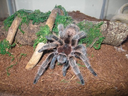 Tarantula Housing