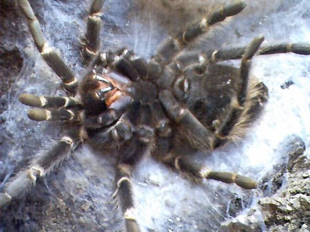 Tarantula Is Molting 1 How to Tell if Your Tarantula Is Molting 