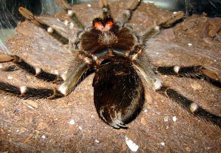 Tarantula Is Molting1 How to Tell if Your Tarantula Is Molting 