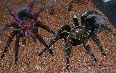 Tarantula Sex