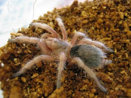 Tarantula Spiderlings 1 How to Care for Tarantula Spiderlings 