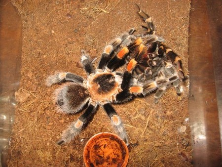 Tarantula Spiderlings