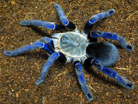 Tarantulas 11 What Is The Ideal Temperature To Keep Tarantulas? 