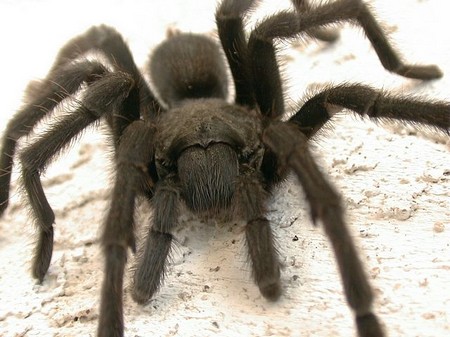 Tarantulas 2 An Introduction to Tarantulas 