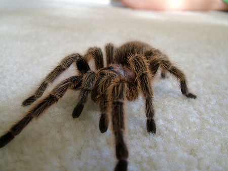 Tarantulas as Pets 1 Tarantulas as Pets   Captive Bred Versus Wild Caught 