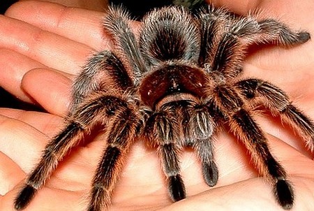 Tarantulas as Pets