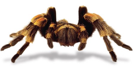 Tarantulas as Pets