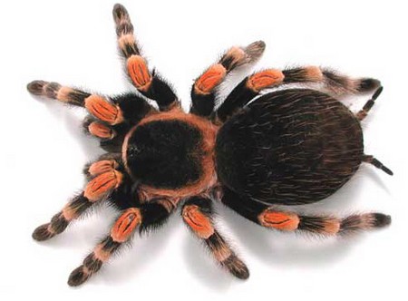 Tarantulas An Introduction to Tarantulas 