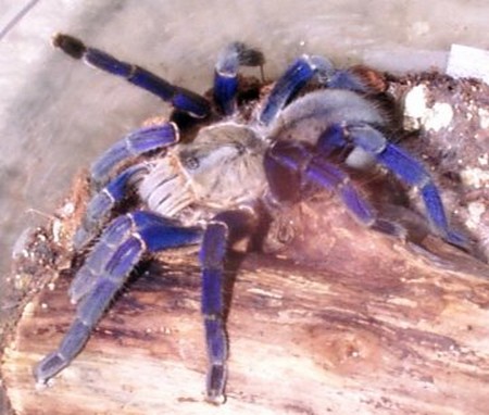 Tarantulas1 What Is The Ideal Temperature To Keep Tarantulas? 