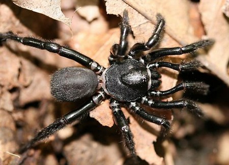 Trapdoor Spiders 1 An Introduction to Trapdoor Spiders 