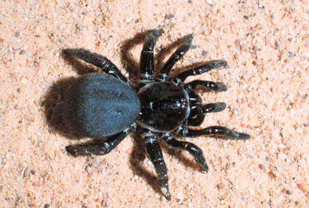 Trapdoor Spiders