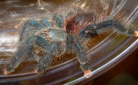 Tree Dwellers Tarantulas 1 Tips on Housing Tree Dwellers Tarantulas 