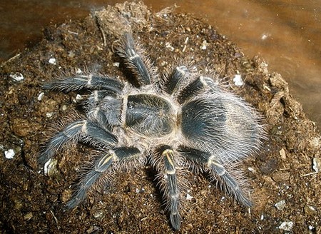 Tree-Dwellers Tarantulas