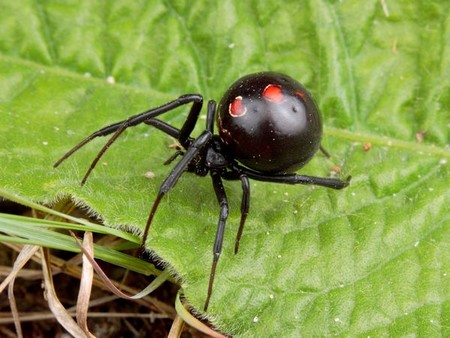 Widow Spiders An Introduction to Widow Spiders 